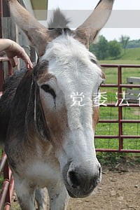 党委法律顾问库 党委法律顾问库
