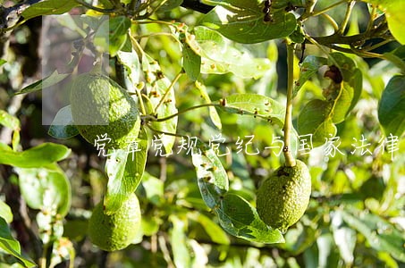党章党规党纪与国家法律关系 党章党规党纪与国家法律关系