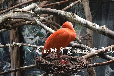 入侵西班牙宪法法院网站