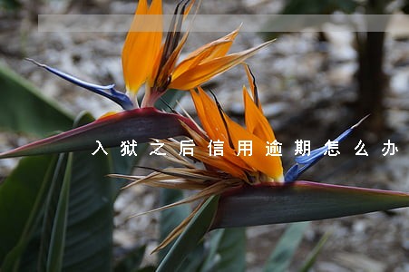 入狱之后信用逾期怎么办 入狱之后信用逾期怎么办