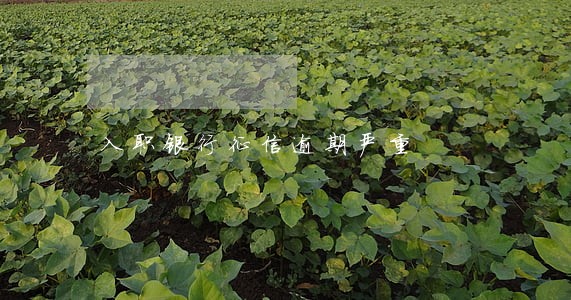 入职银行征信逾期严重 入职银行征信逾期严重