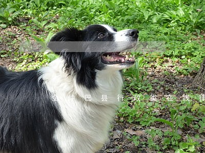 全仲巴县行政类在线律师免费咨询 全仲巴县行政类在线律师免费咨询