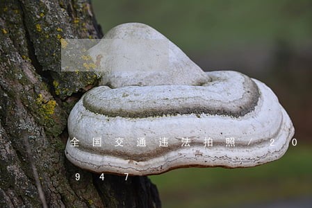 全国交通违法拍照/2023020452947 全国交通违法拍照/2023020452947