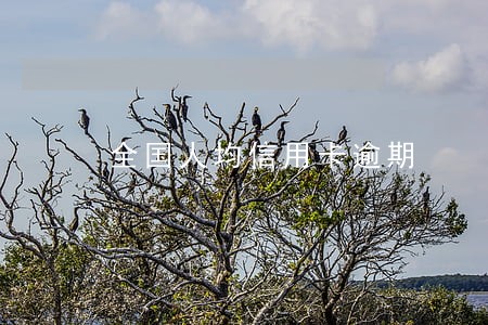 全国人均信用卡逾期 全国人均信用卡逾期