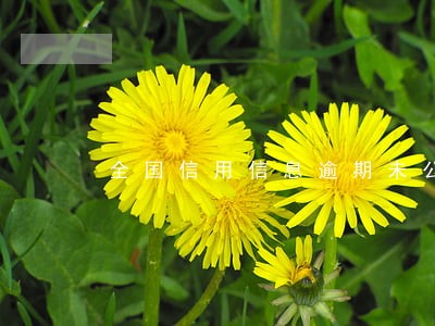 全国信用信息逾期未公示