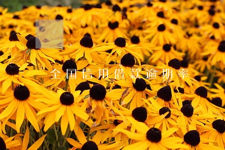 全国信用借款逾期率 全国信用借款逾期率