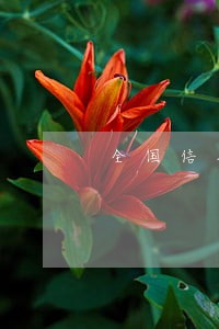 全国信用卡逾期数额 全国信用卡逾期数额