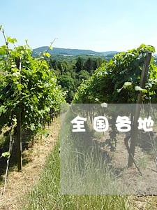 全国各地微信法院小程序 全国各地微信法院小程序