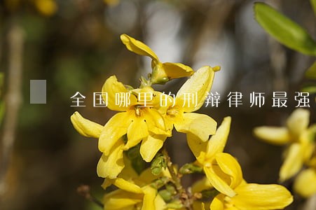全国哪里的刑辩律师最强 全国哪里的刑辩律师最强