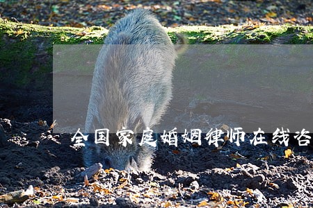 全国家庭婚姻律师在线咨询 全国家庭婚姻律师在线咨询