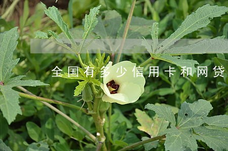 全国有多少信用卡和网贷逾期人