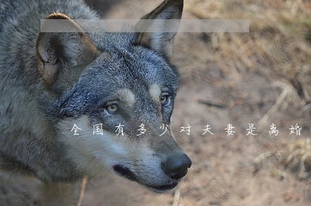 全国有多少对夫妻是离婚的 全国有多少对夫妻是离婚的