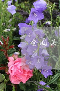 全国法律援助先进集体商丘 全国法律援助先进集体商丘