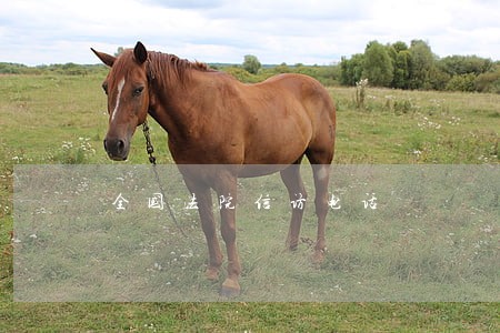 全国法院信访电话