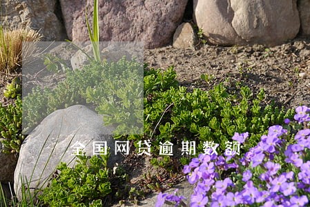 全国网贷逾期数额 全国网贷逾期数额