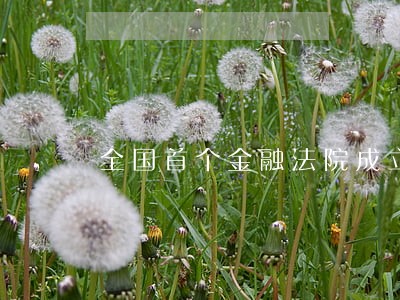 全国首个金融法院成立 全国首个金融法院成立