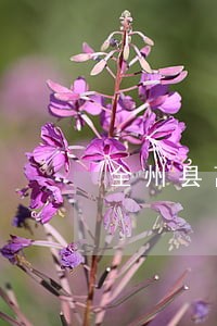 全州县离婚律师怎么收费 全州县离婚律师怎么收费