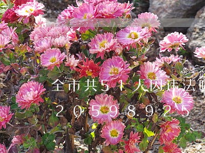 全市共51人因违法吸烟被罚/2023020598925 全市共51人因违法吸烟被罚/2023020598925