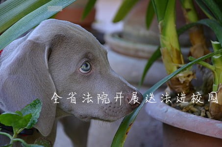 全省法院开展送法进校园活动 全省法院开展送法进校园活动