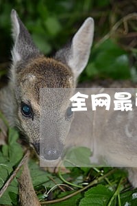 全网最强律师 全网最强律师