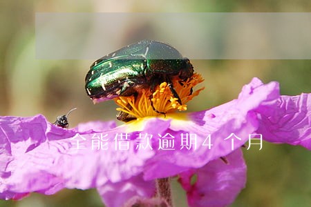 全能借款逾期4个月 全能借款逾期4个月