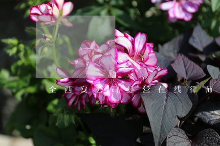全西安公司经营在线律师免费咨询 全西安公司经营在线律师免费咨询