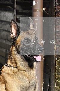 全部的信用卡逾期怎么办