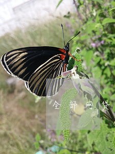 全部网贷逾期了我该怎么办