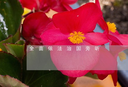 全面依法治国旁听