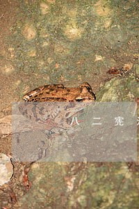 八二宪法是对哪一部宪法 八二宪法是对哪一部宪法