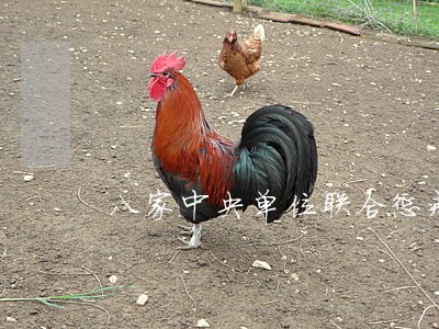 八家中央单位联合惩戒违法失信者 八家中央单位联合惩戒违法失信者