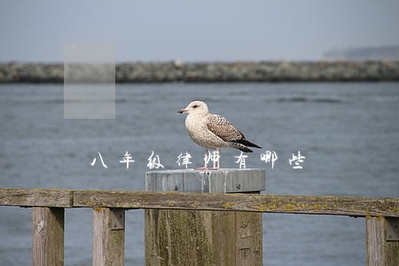 八年级律师有哪些 八年级律师有哪些