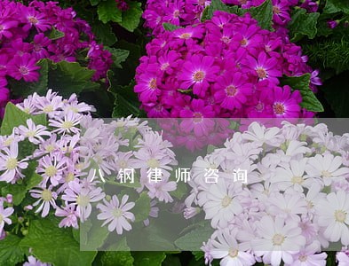 八钢律师咨询 八钢律师咨询