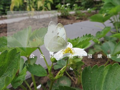 公众号里出现国旗违法吗 公众号里出现国旗违法吗