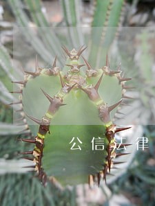 公信法律咨询 公信法律咨询