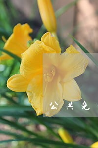 公共免费法律咨询频道 公共免费法律咨询频道