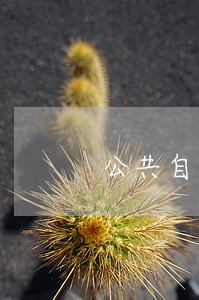 公共自行车相关法规 公共自行车相关法规
