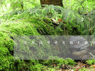 公务信用卡逾期怎么办 公务信用卡逾期怎么办