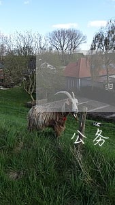 公务卡信用卡逾期怎么办