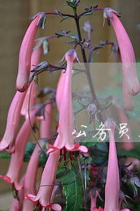 公务员不执行法院民事判决书
