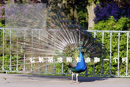 公务员信用卡逾期一个月 公务员信用卡逾期一个月