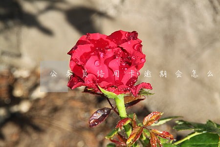 公务员信用卡逾期会怎么样 公务员信用卡逾期会怎么样