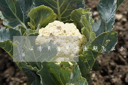 公务员信用卡逾期怎么办 公务员信用卡逾期怎么办