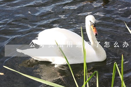 公务员信用逾期了怎么办 公务员信用逾期了怎么办