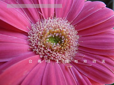 公务员工资与劳动法 公务员工资与劳动法