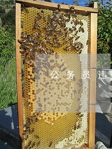 公务员违法兼职举报电话 公务员违法兼职举报电话