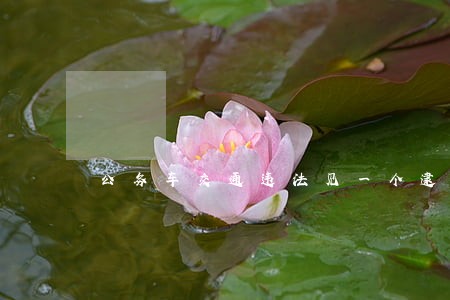 公务车交通违法见一个逮一个 公务车交通违法见一个逮一个