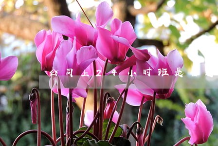 公司上24小时班是否违法 公司上24小时班是否违法