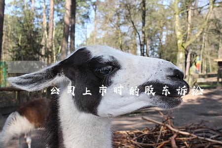 公司上市时的股东诉讼