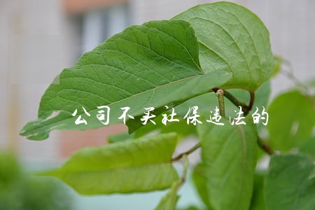 公司不买社保违法的 公司不买社保违法的